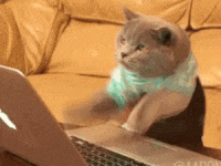 cat madly typing on keyboard